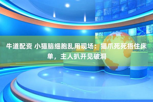 牛道配资 小猫脑细胞乱用现场：猫爪死死捂住床单，主人扒开见破洞